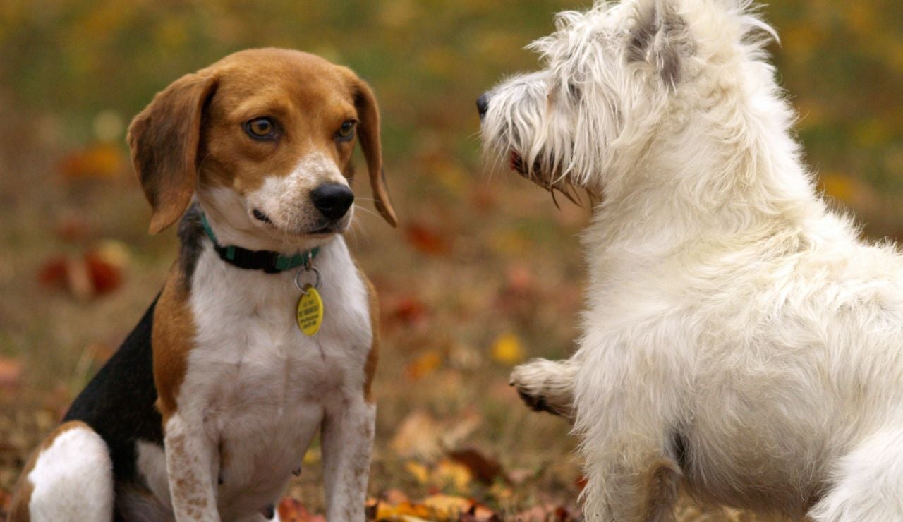Elecciones generales 2019: Los cerebros de perros de diferentes razas son distintos Elecciones generales 2019: Los cerebros de perros de diferentes razas son distintos
