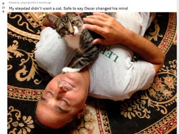 No quería un gato No quería un gato
