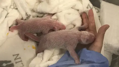 Nacen primeros dos osos panda en cautividad en Alemania Nacen primeros dos osos panda en cautividad en Alemania