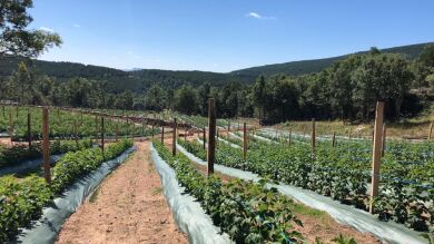 Un pueblo de Soria busca diez familias que quieran instalarse allí a cambio de que desarrollen cultivos agroecológicos