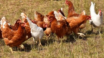 Imagen ilustrativa de gallinas