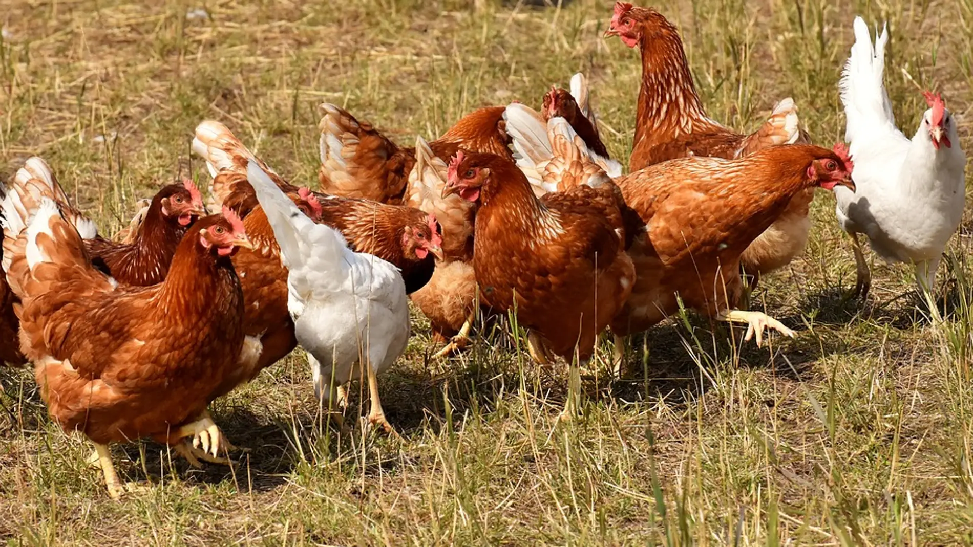 Imagen ilustrativa de gallinas