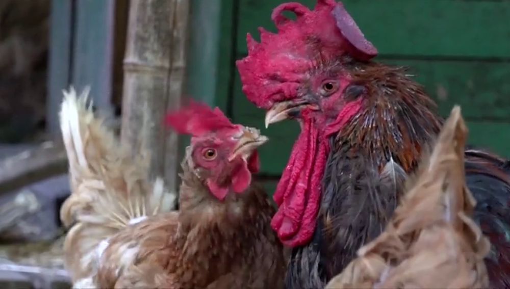 Un juez francés desestima la denuncia contra un gallo por cantar por las mañanas