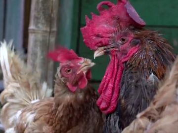 Un juez francés desestima la denuncia contra un gallo por cantar por las mañanas