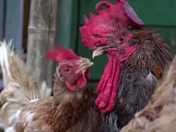 Un juez francés desestima la denuncia contra un gallo por cantar por las mañanas Un juez francés desestima la denuncia contra un gallo por cantar por las mañanas