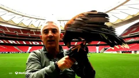 Moncloa ficha a los halcones del Wanda para espantar las palomas Moncloa ficha a los halcones del Wanda para espantar las palomas