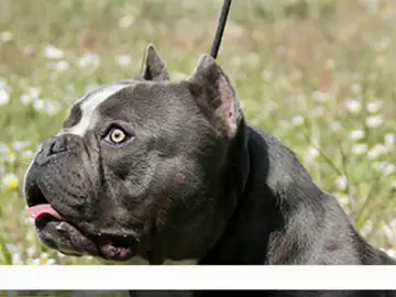 Siete clínicas cuentan ya con bancos de esperma para perros Siete clínicas cuentan ya con bancos de esperma para perros