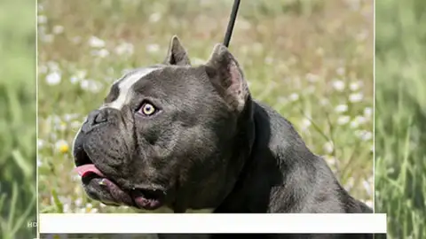 Siete clínicas cuentan ya con bancos de esperma para perros Siete clínicas cuentan ya con bancos de esperma para perros