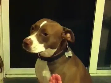 Pitbull Pitbull