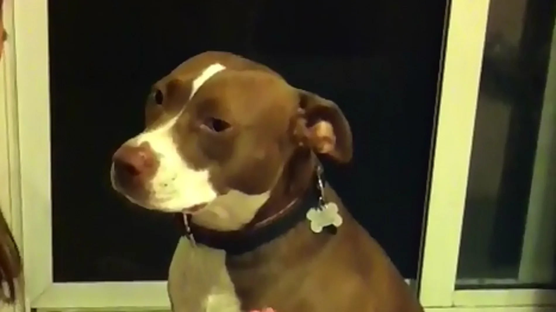 Pitbull Pitbull