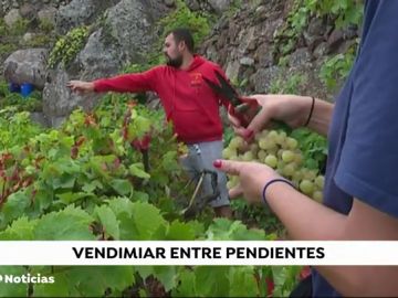 Tenerife es la mayor productora de vino de las Islas Canarias