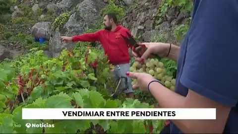 Tenerife es la mayor productora de vino de las Islas Canarias Tenerife es la mayor productora de vino de las Islas Canarias