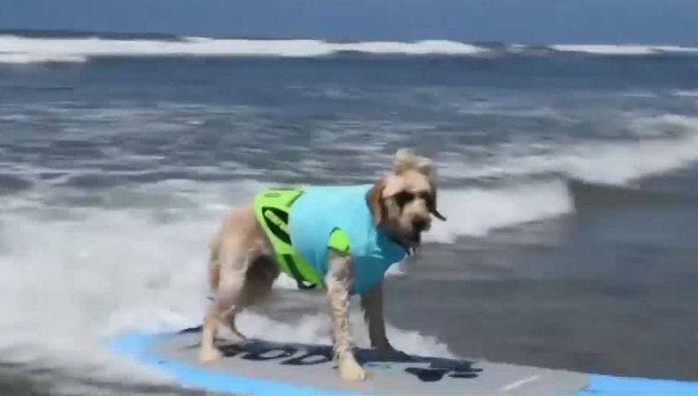 Un perro surfeando en California