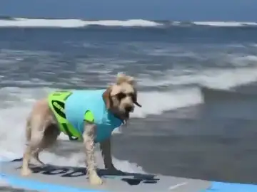 Un perro surfeando en California Un perro surfeando en California