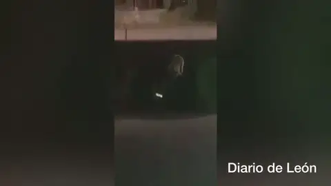 Graban a un oso robando comida de un contenedor en Villablino Graban a un oso robando comida de un contenedor en Villablino