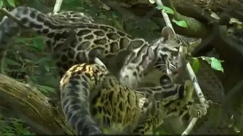 Dos cachorros de leopardo nublado Dos cachorros de leopardo nublado
