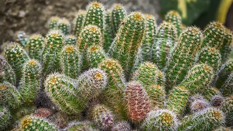 Imagen ilustrativa de un cactus Imagen ilustrativa de un cactus