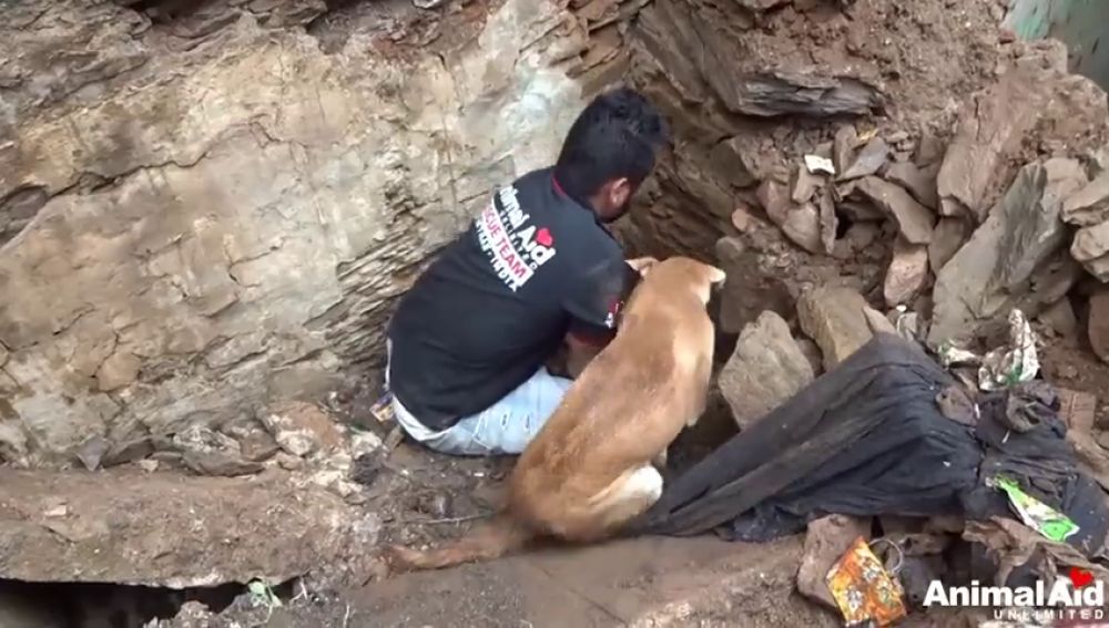 El desesperado rescate de un perro a sus cachorros tras el derrumbe de una casa 