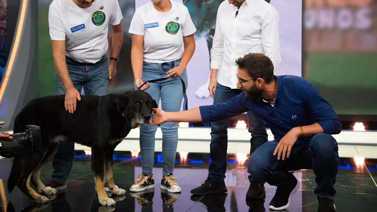 Keko, un perro al que le clavaron un mosquetón, busca un nuevo hogar en ‘El Hormiguero 3.0’