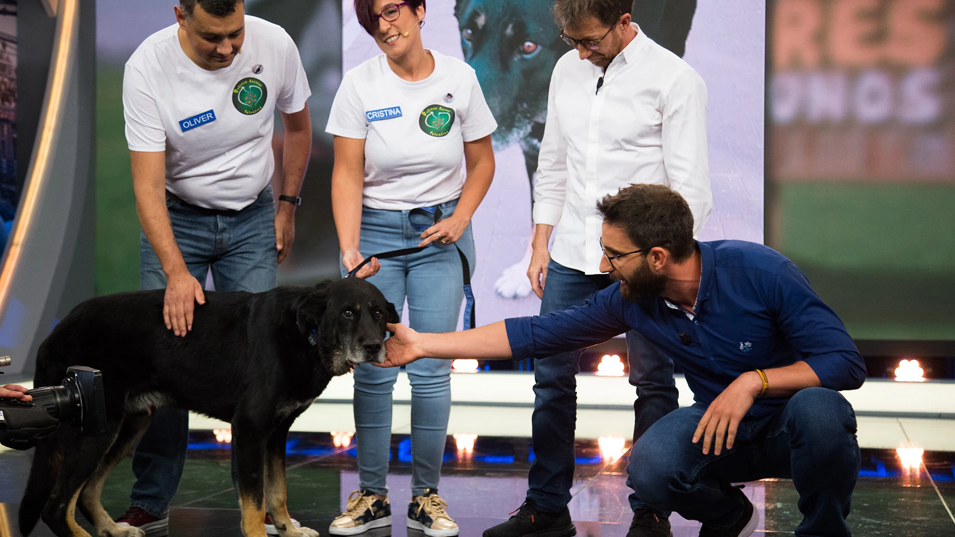  Keko, un perro al que le clavaron un mosquetón, busca un nuevo hogar en ‘El Hormiguero 3.0’