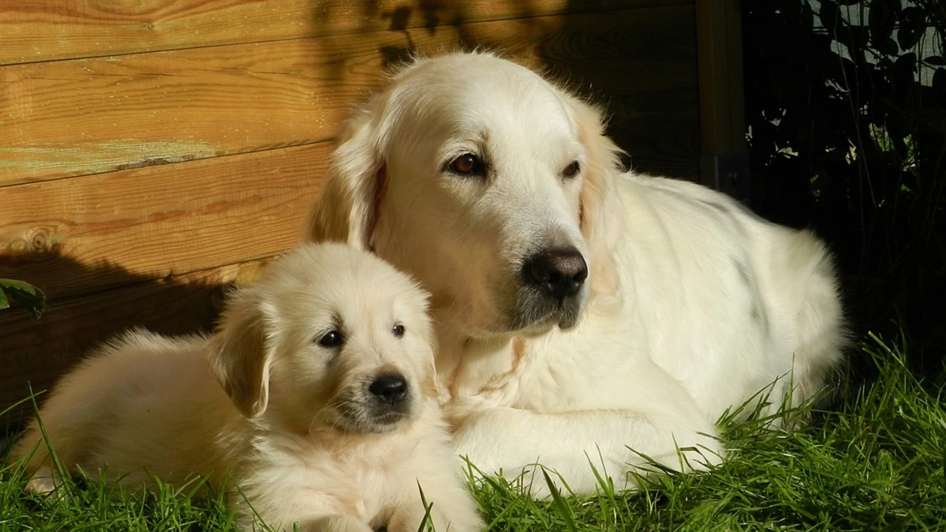 Imagen ilustrativa de un golden retriever Imagen ilustrativa de un golden retriever