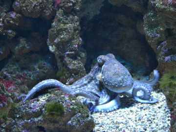 Pulpo (Archivo) Pulpo (Archivo)