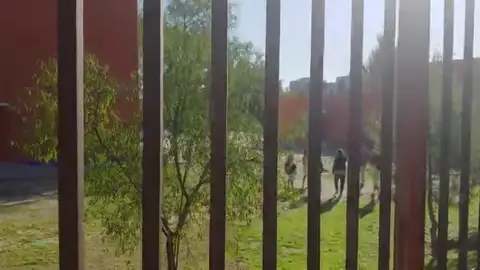 Graban y difunden la paliza a una niña de 14 años a las puertas de un instituto de San Blas (Madrid) Graban y difunden la paliza a una niña de 14 años a las puertas de un instituto de San Blas (Madrid)