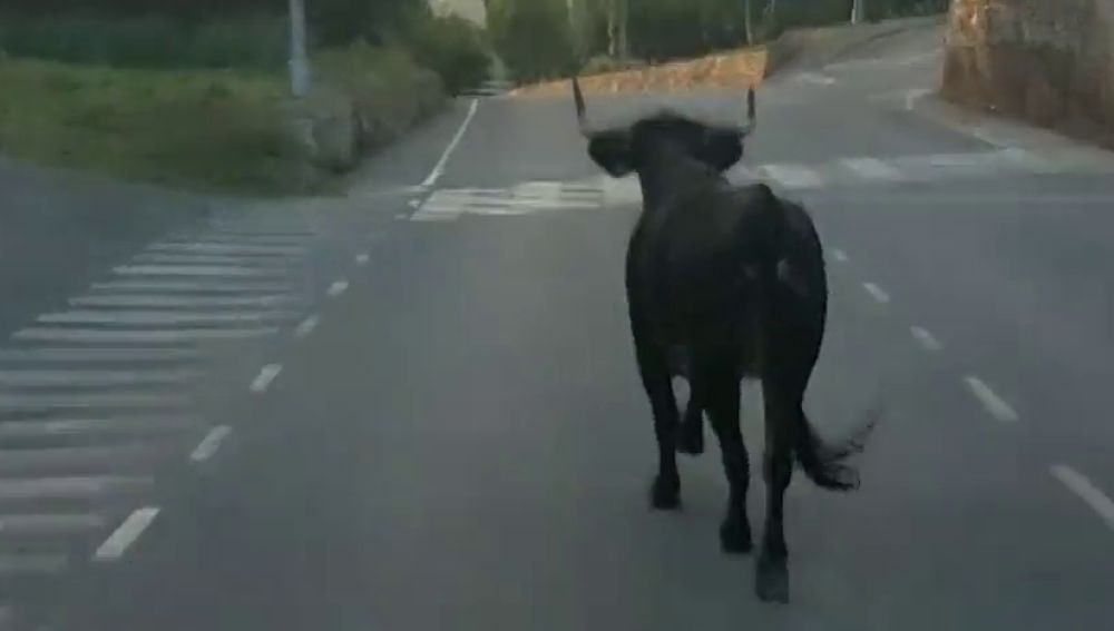 Una vaca suelta atemoriza a los vecinos de Almenara en Castellón
