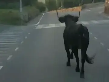 Una vaca suelta atemoriza a los vecinos de Almenara en Castellón Una vaca suelta atemoriza a los vecinos de Almenara en Castellón