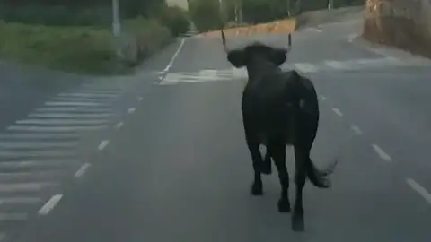 Una vaca suelta atemoriza a los vecinos de Almenara en Castellón Una vaca suelta atemoriza a los vecinos de Almenara en Castellón