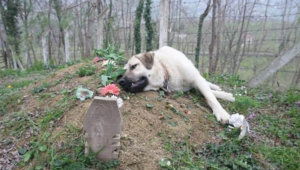 Imagen del perro que visita la tumba de su dueño desde hace cinco años
