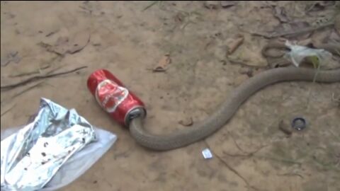 La cobra con la cabeza metida en la lata