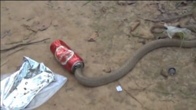 Liberan a una cobra que tenía la cabeza atrapada en una lata de cerveza