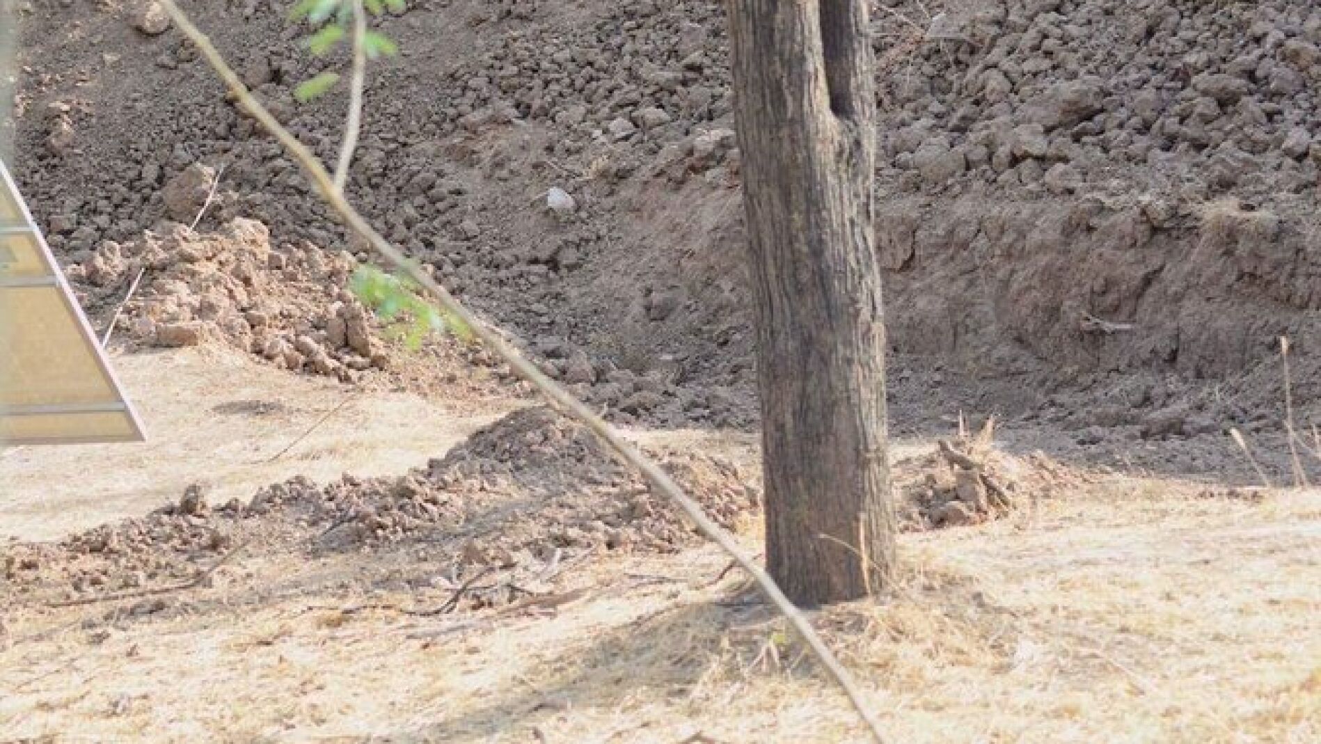 &iquest;Eres capaz de ver al leopardo?