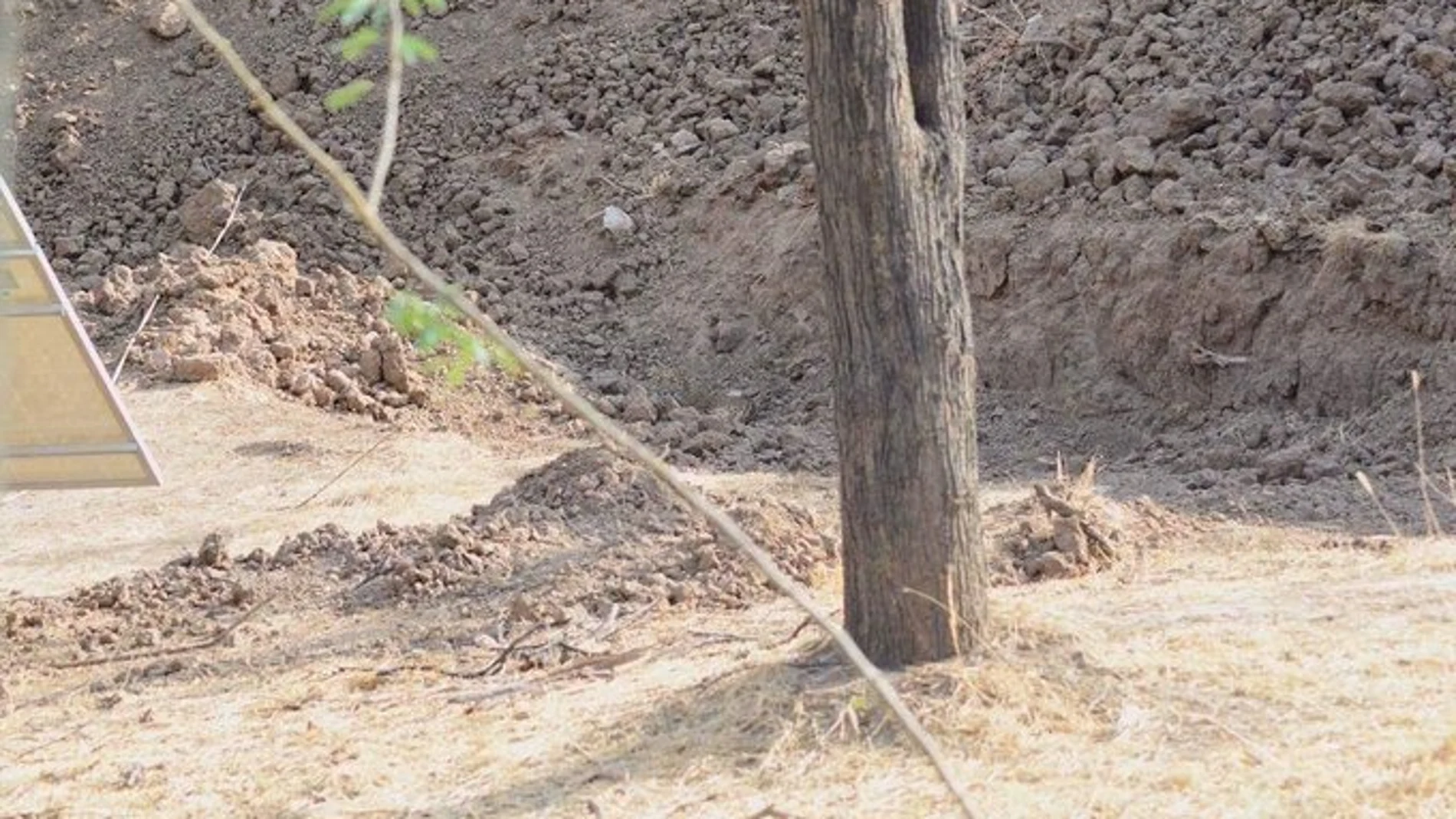 ¿Eres capaz de ver al leopardo? ¿Eres capaz de ver al leopardo?