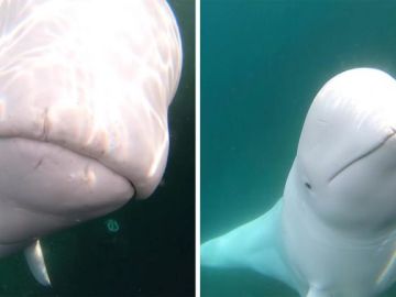 Beluga Beluga