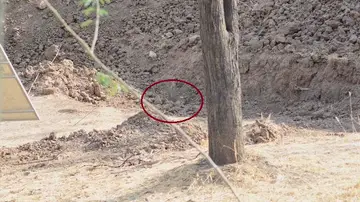 Aquí está el leopardo Aquí está el leopardo