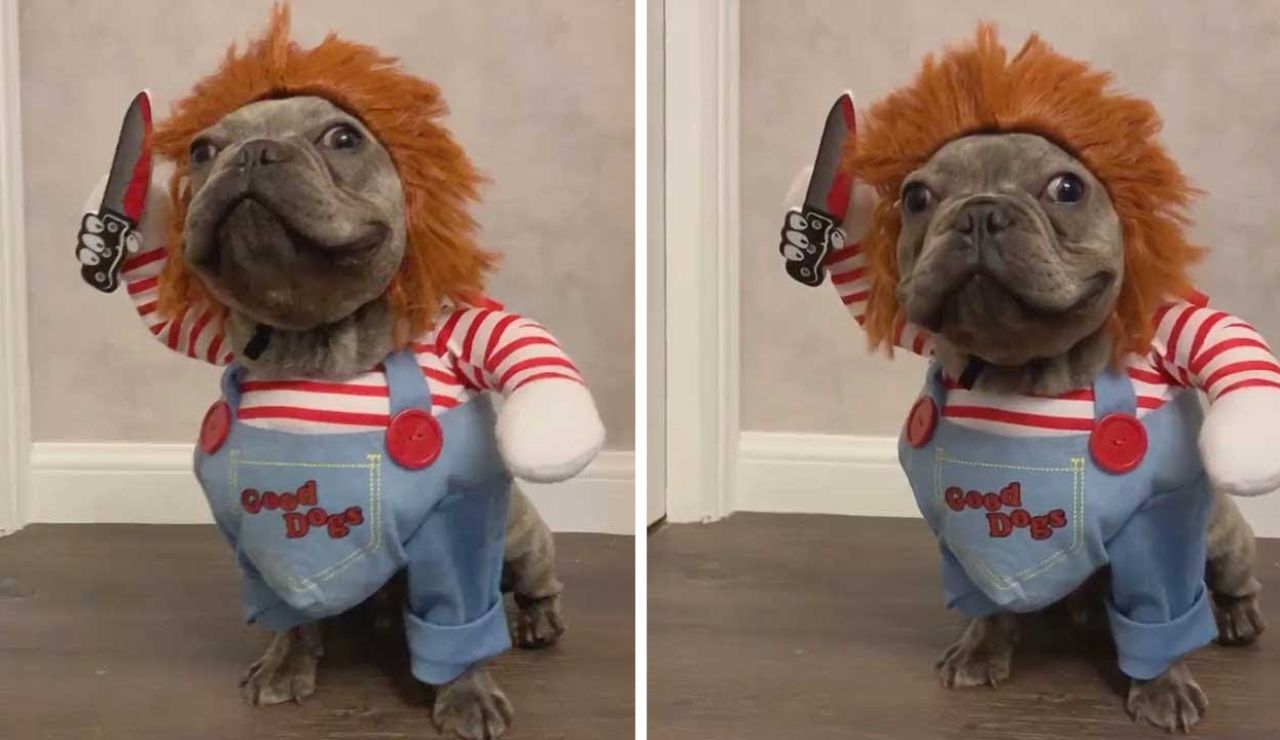 Perro disfrazado de Chucky
