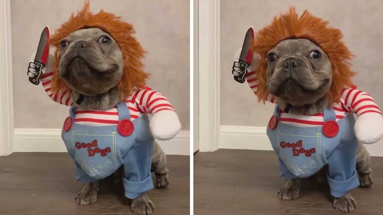 VÍDEO Este perro disfrazado como Chucky es lo mejor que