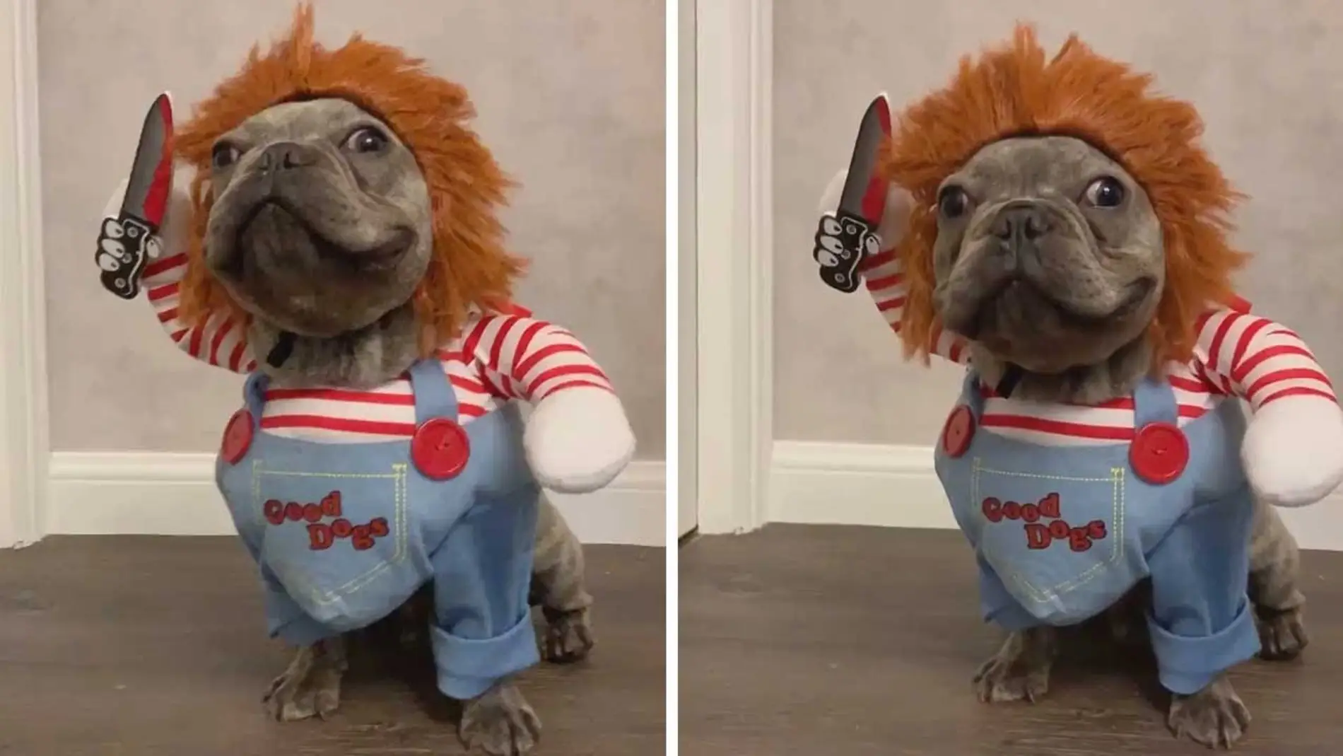 Perro disfrazado de Chucky