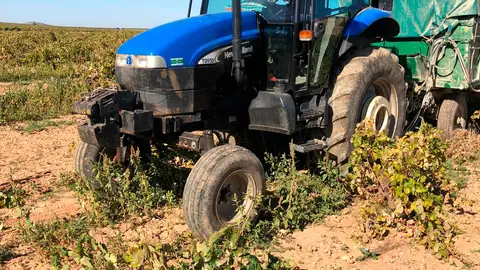 Trabajos de vendimia en Corral de Almaguer Trabajos de vendimia en Corral de Almaguer