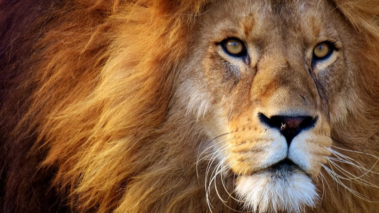 Instagram: Un hombre se hace un selfi mientras un león se le acerca por  detrás