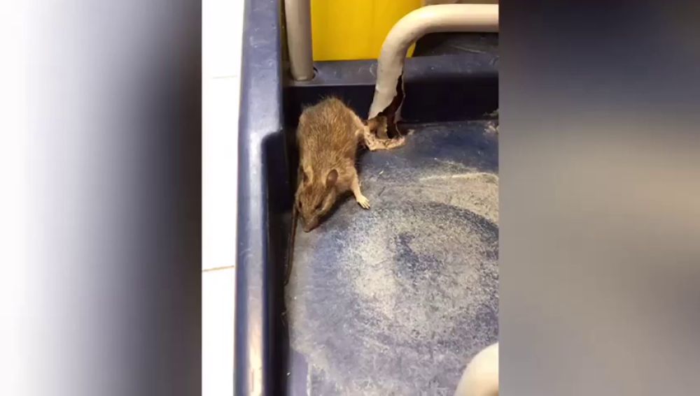 Encuentran ratas y cucarachas en un hospital de Tenerife