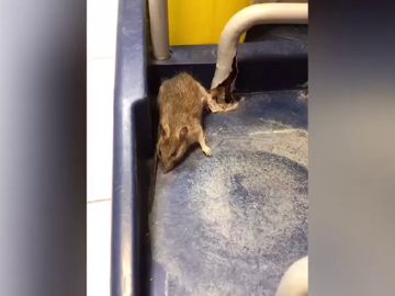 Encuentran ratas y cucarachas en un hospital de Tenerife