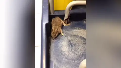 Encuentran ratas y cucarachas en un hospital de Tenerife Encuentran ratas y cucarachas en un hospital de Tenerife