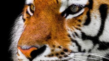 Tigre