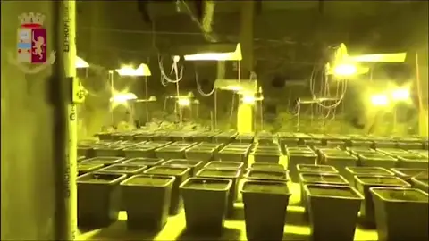 Encuentran una enorme plantación de marihuana en el baño de una casa en Cagliari, Italia Encuentran una enorme plantación de marihuana en el baño de una casa en Cagliari, Italia