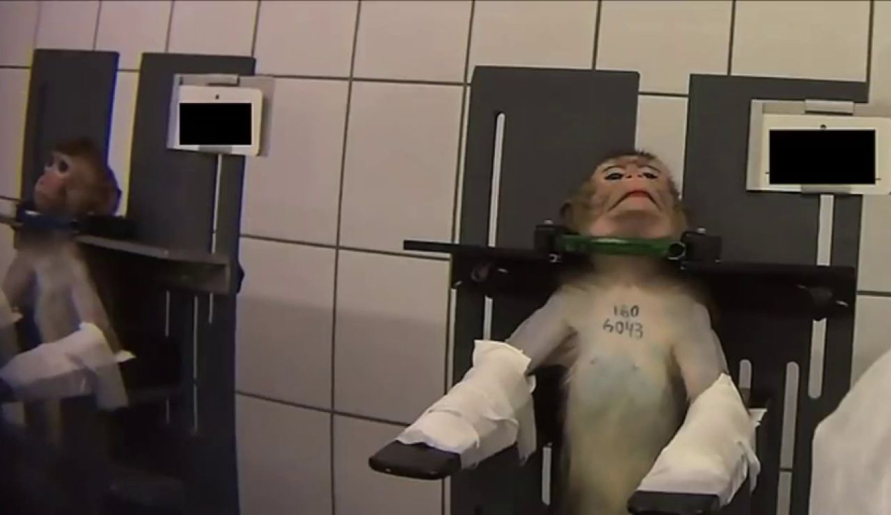Las imágenes del terrible maltrato a monos y perros en un laboratorio alemán desata la polémica Las imágenes del terrible maltrato a monos y perros en un laboratorio alemán desata la polémica