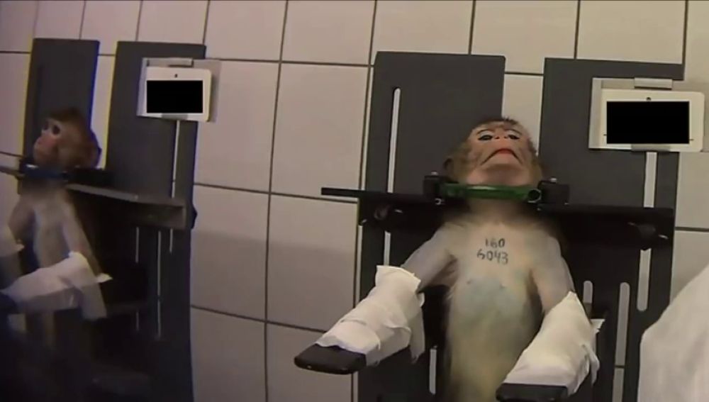 Las imágenes del terrible maltrato a monos y perros en un laboratorio alemán desata la polémica