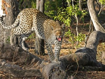Leopardo (archivo) Leopardo (archivo)